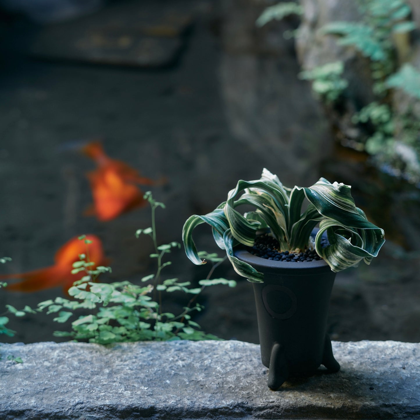 -SOZORO- Black glaze (S)