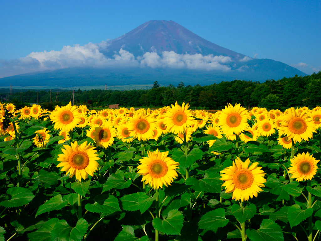 ［お知らせ］8/9〜8/17 夏期休業に伴う配送･カスタマーサポートについて