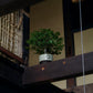 利休 -RIKYU- 緑釉 (S)