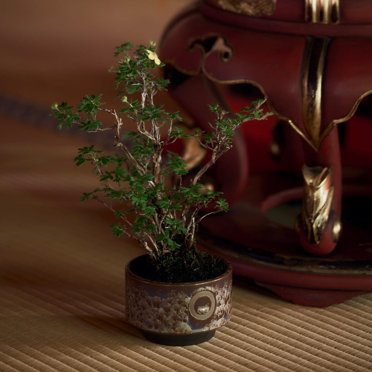 利休 -RIKYU- 仏鱗 (S)