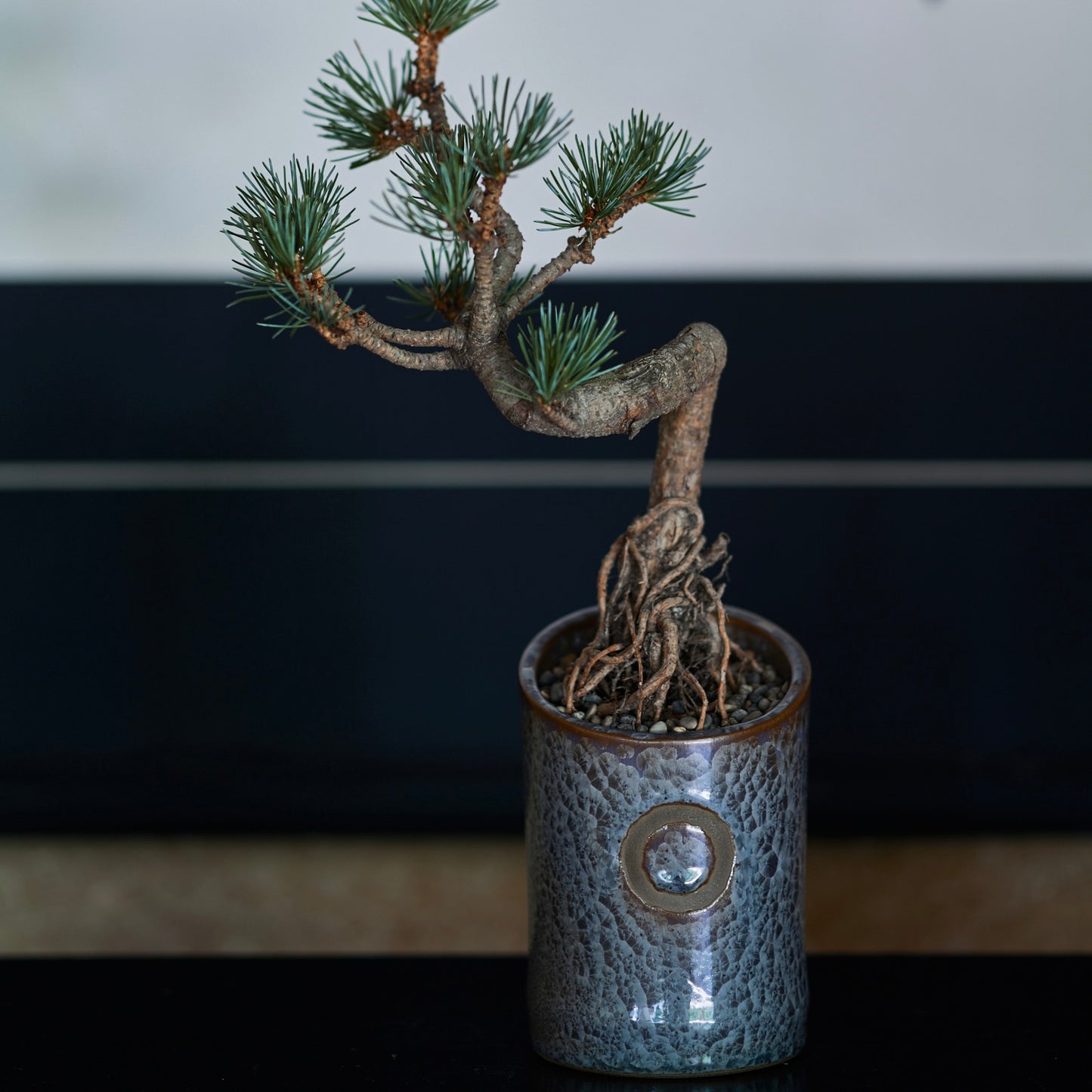 赫映 -KAGUYA- 蒼鱗 (S)